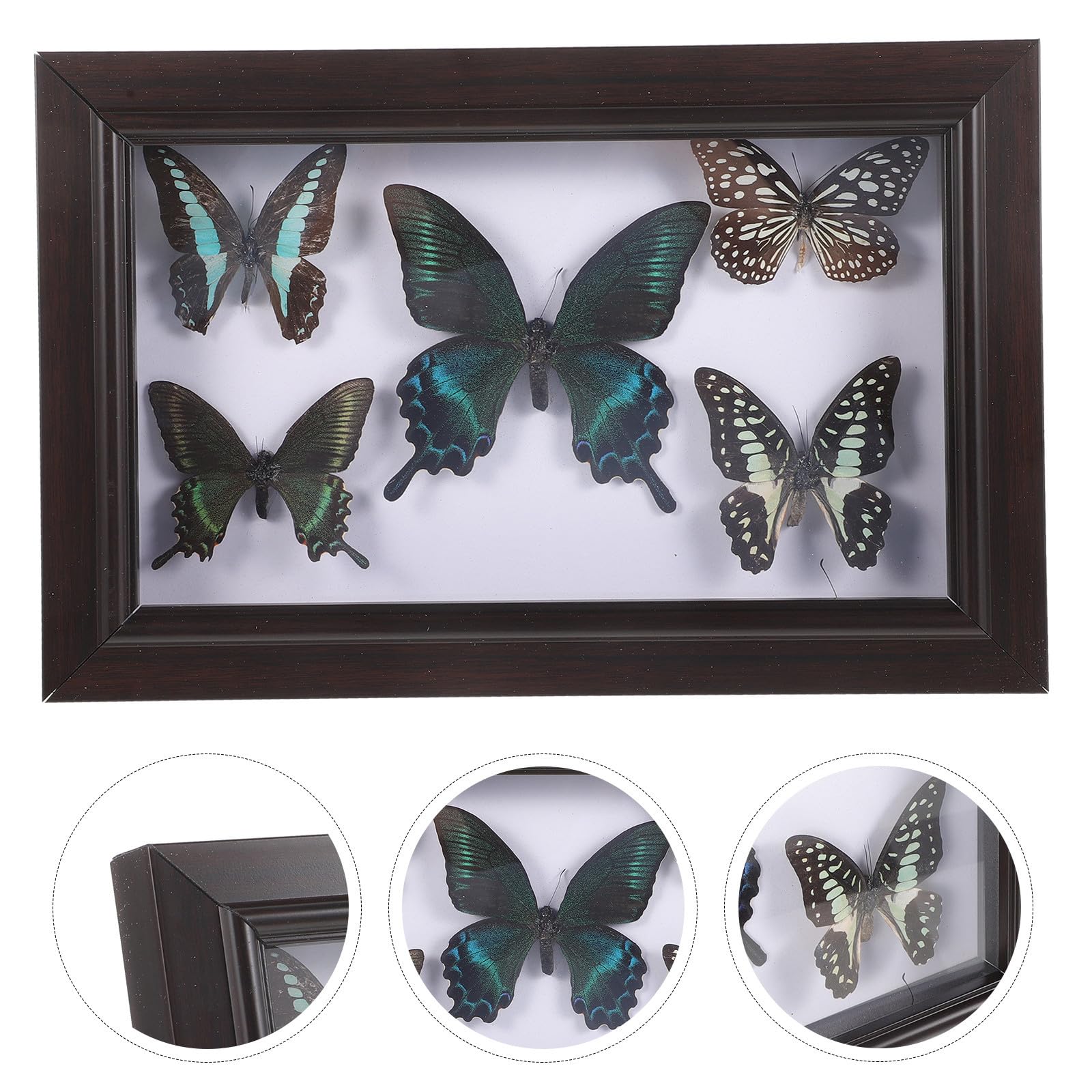 LABRIMP Ejemplar de Mariposas en Marco de Madera para Decoración del Hogar con Estructura Resistente y Diseño Exquisito para Colgar Pared o Exhibir en Escritorio