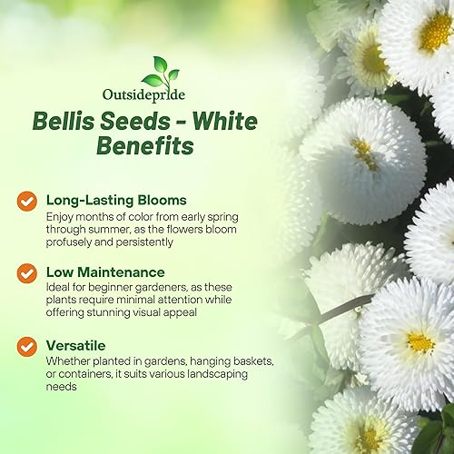 Miniatura 10 de Outsidepride Red Bellis - Semillas de margaritas inglesas para plantar, 5000 unidades, semillas de flores compactas con flores similares a botones,