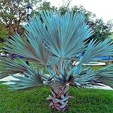 Fresh Seeds - 5 Mexican Blue Hesper Fan Palm Tree Seeds Grey Goddess Tropical Cold Hardy!