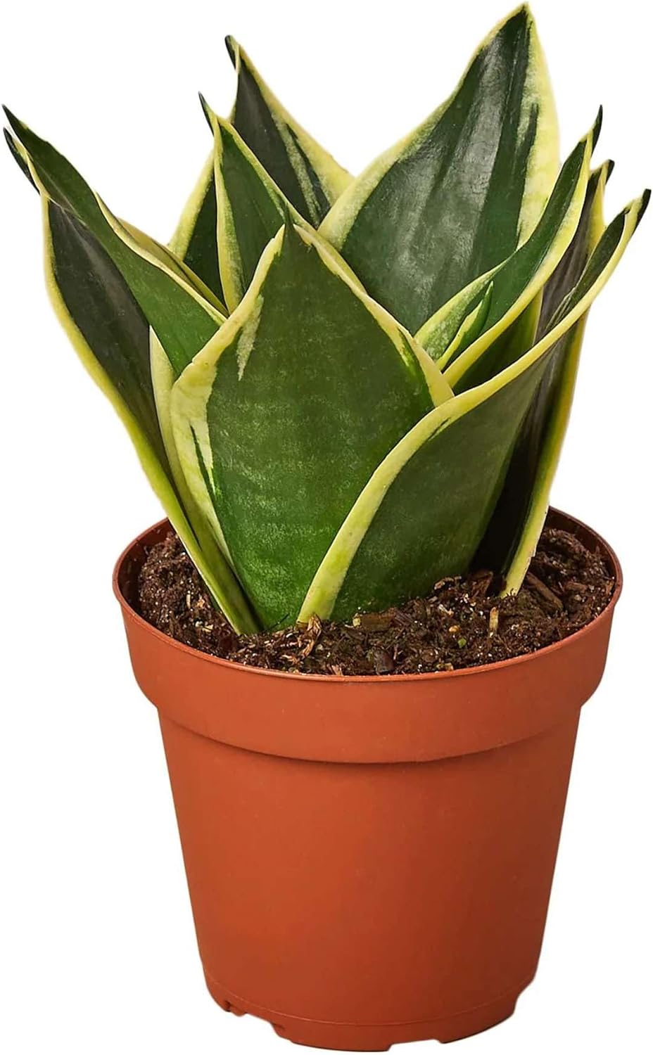 Snake Plant Moonshine Live Plant for Indoor | Different Houseplants in 4'' & 6'' Pot | Real House Plant for Living Room, Office & Bathroom | Laurentii