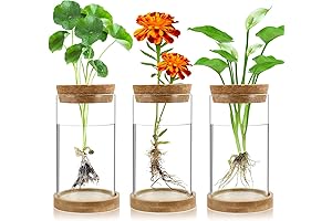 Plant Propagation Station 3 Pack Glass Jar