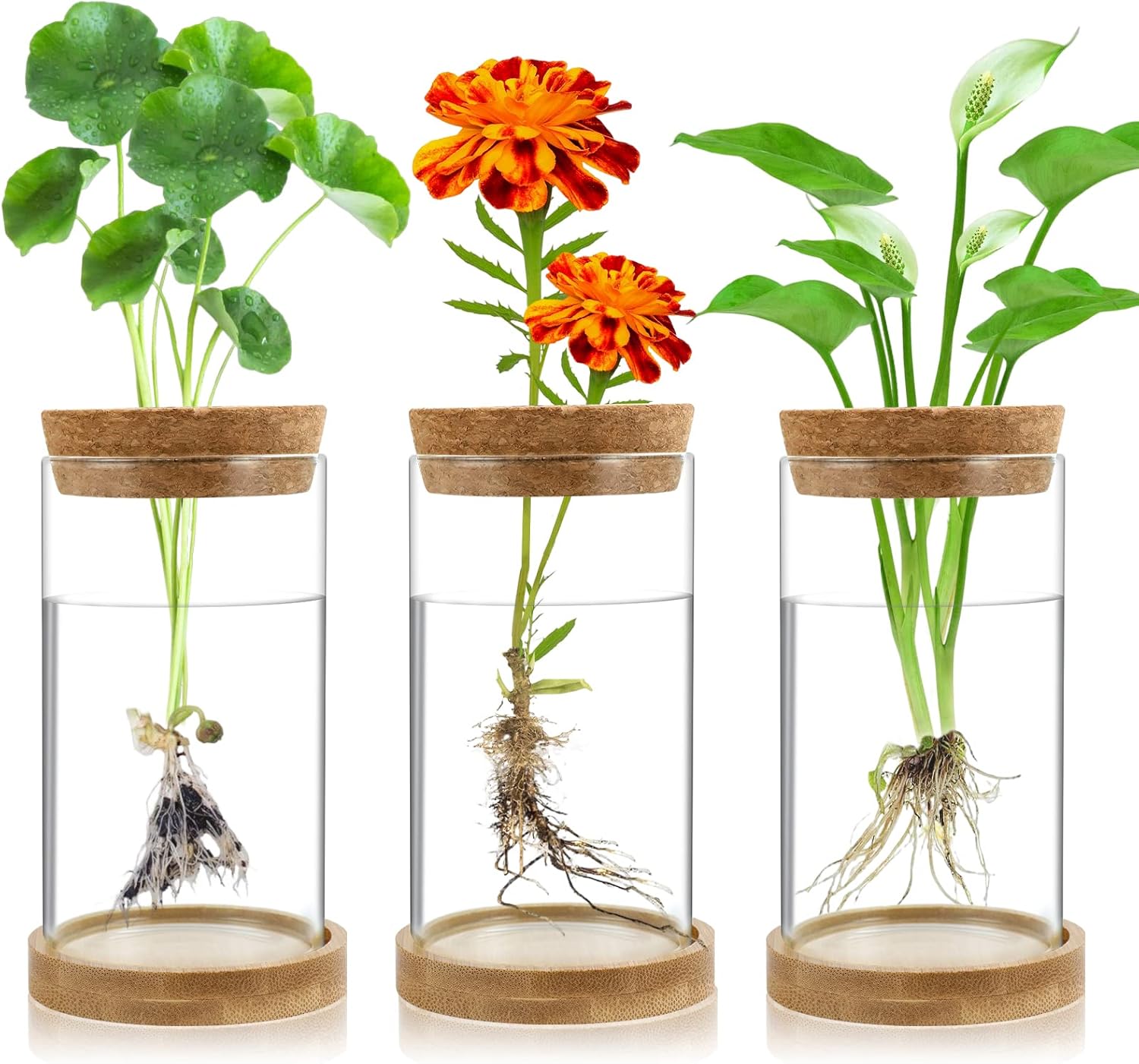 Plant Propagation Stations 3 Pack Plant Terrarium, Propagation Jars Glass Hydroponic Vases for Indoor Plants, Desktop Glass Plant Pot with Lid & Wooden Stand Gardening Gifts for Women Mom Plant Lovers