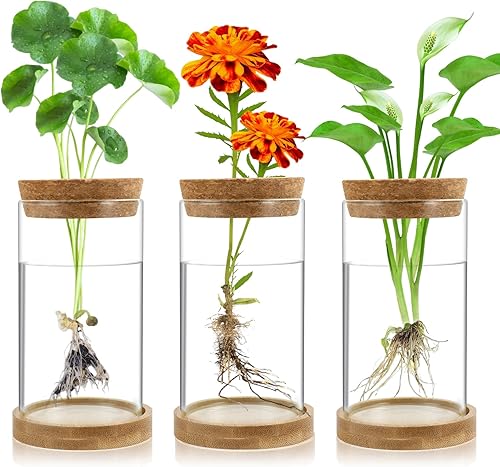 Estaciones de propagación de plantas, paquete de 3 terrarios de plantas, tarros de propagación de vidrio hidropónicos para plantas de interior,