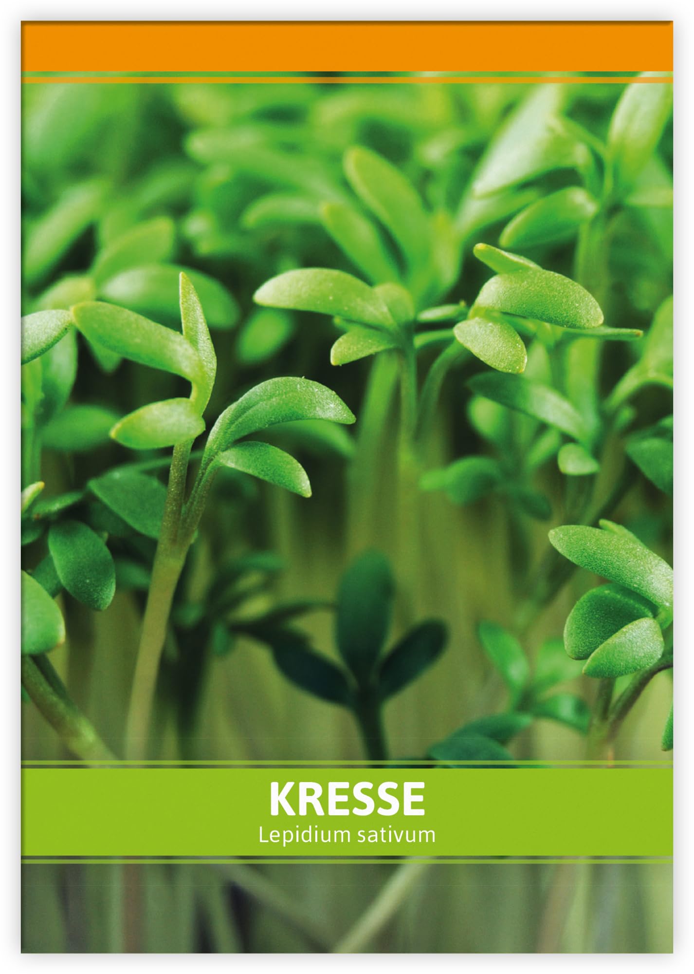 FLORTUS Kressesamen für Gastgeschenke (100 Stück) | Kleine Geschenktüten Sprossen Samen für Kresse als Dankeschön Geschenke & Werbegeschenke | Kräutersamen für Microgreens