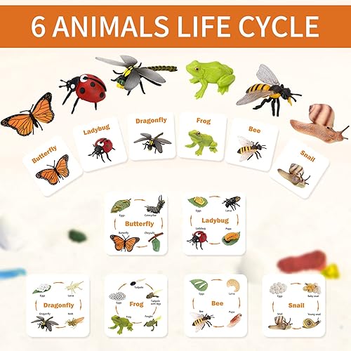 Miniatura 8 de Montessori - Figuras de ciclo de vida de animales, juguetes educativos en miniatura de plástico, 6 unidades, a partir de 3 años