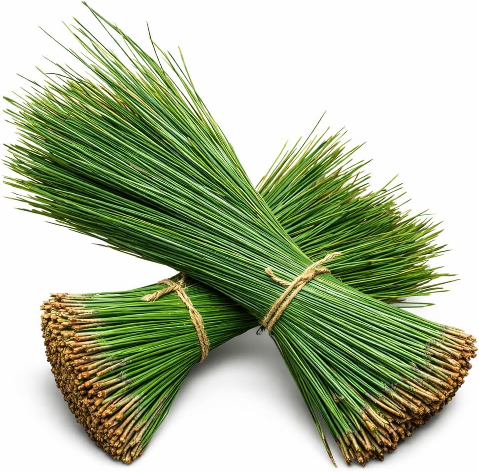 The Tall Pine Fresh Natural Pine Needles - 1lb - 10-16" for Basket Making Basket Weaving Basketry Pine Needle Tea Florals