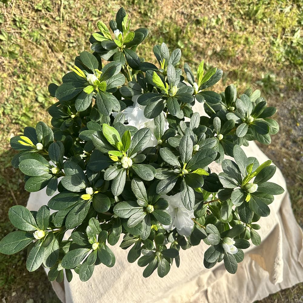 Azalea da Esterno in Vaso 18cm | Pianta Sempreverde Acidofila Prodotte in Italia | Fioritura Febbraio-Maggio |Altezza 45 cm | Vaso Riciclato (Bianco)