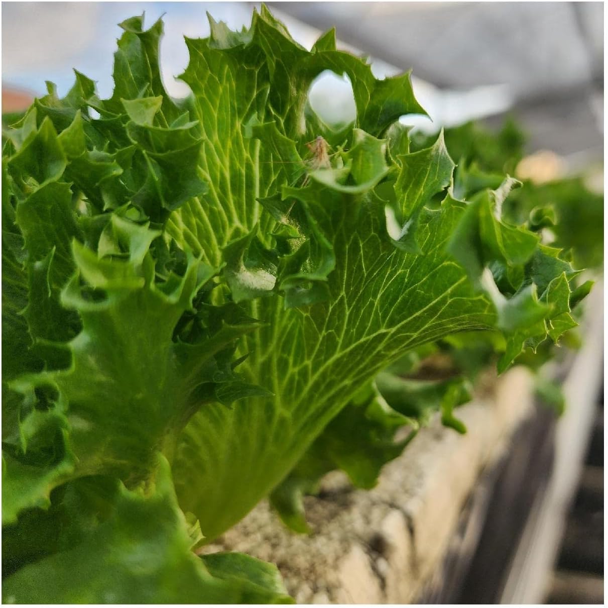 Everwilde Farms - 1 Lb Organic Tango Leaf Lettuce Seeds - Gold Vault Packet