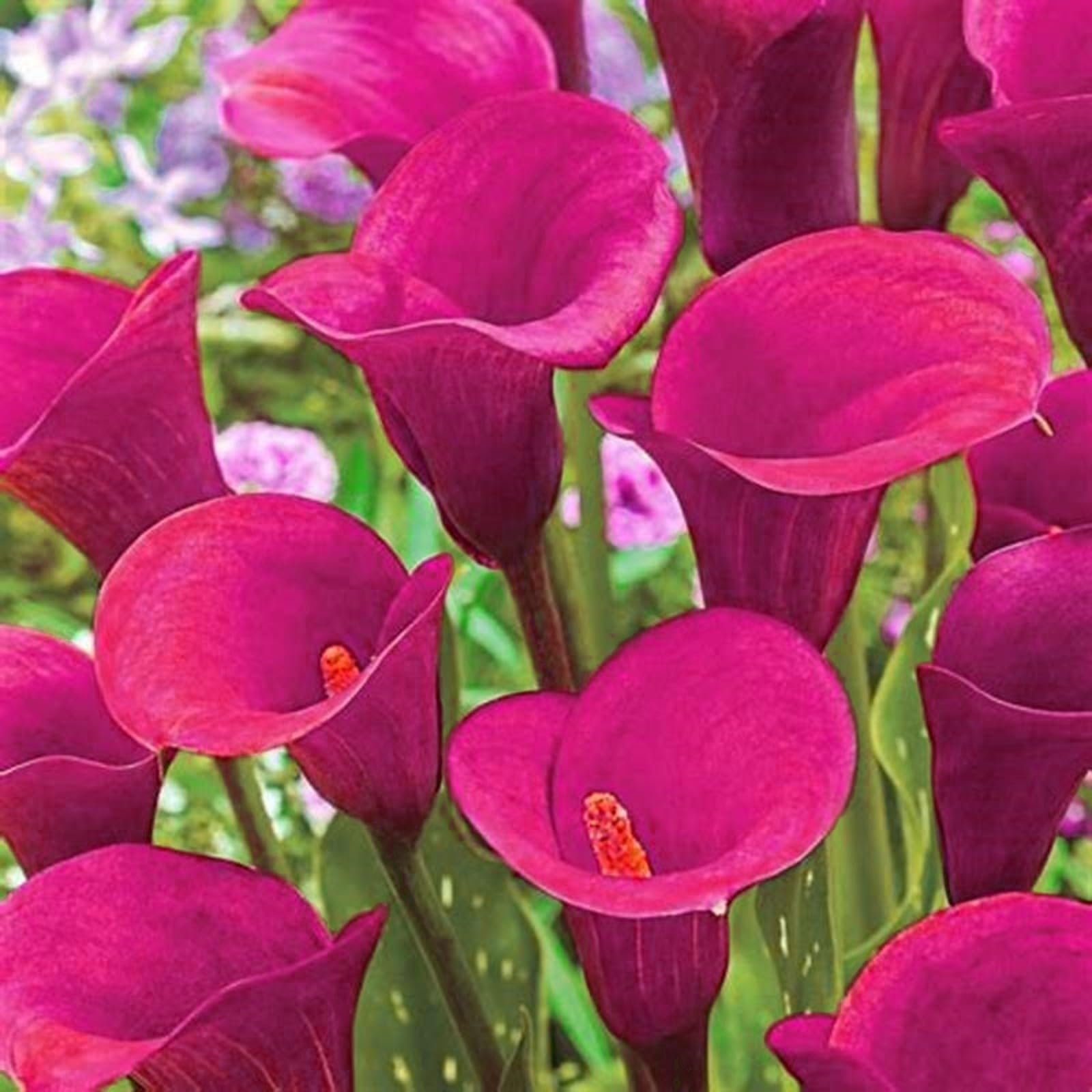 Calla Lily Bulbs Mix for Planting Now UK/Greening Flower/Strong Plants That Grow Well/Good for Containers/Cut Flowers/Natural Organic/Wedding Flowers.-6bulbs-B