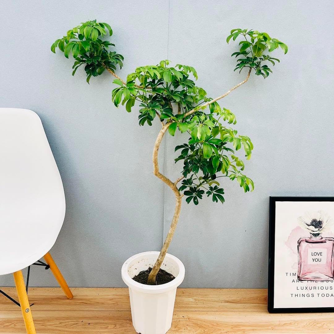 希少✧人気インテリア(❁ᴗ͈ˬᴗ͈) ラブリーハート 斑入り 71cm 4色の