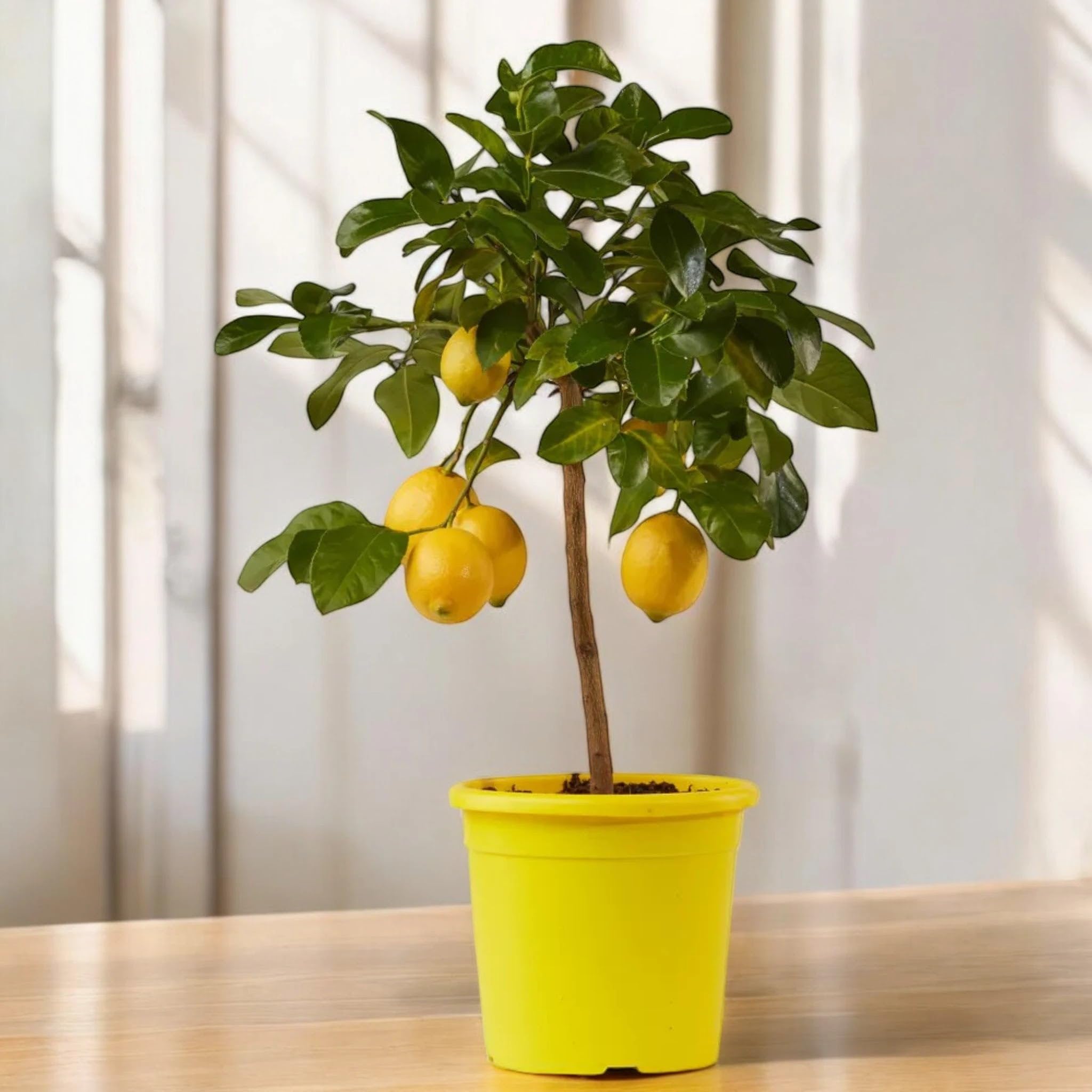 Limone Femminello Citrus limon 'Femminello' - Pianta di Agrume da Frutto in Vaso, Altezza 65/70 cm, per Terrazzo, Balcone e Giardino Mediterraneo