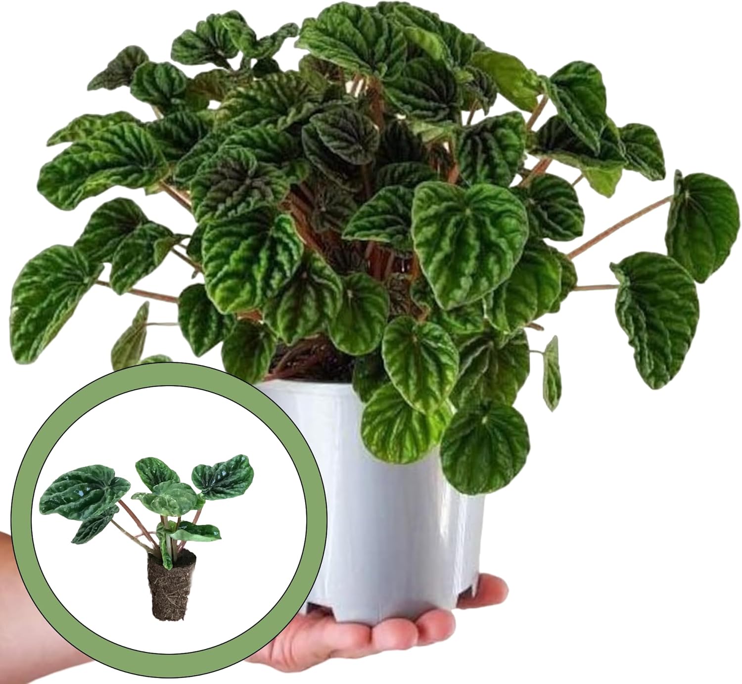 Generic Peperomia Green Ripple Starter Plant, Natural