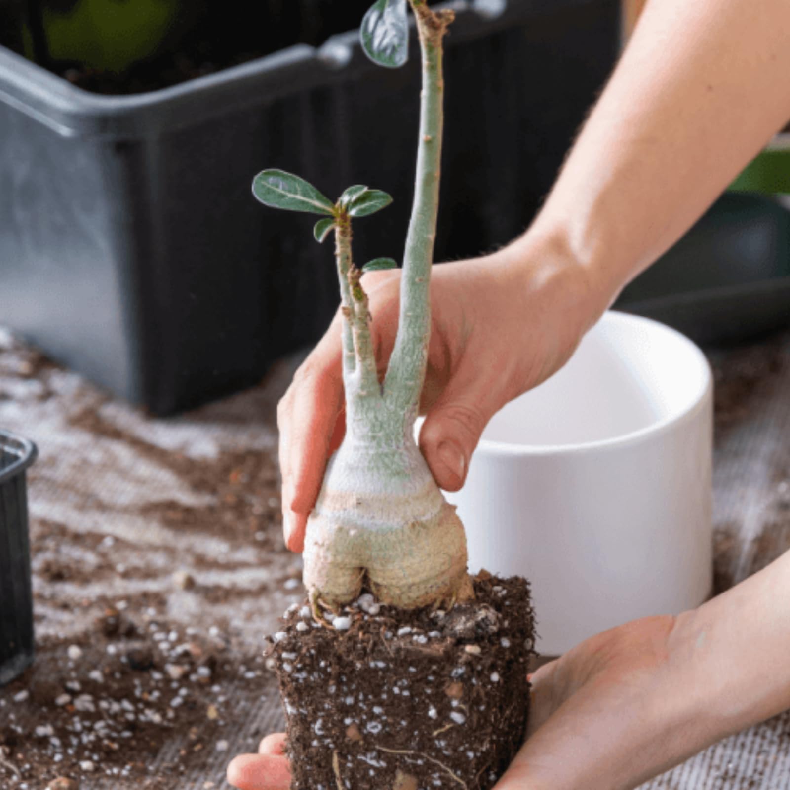 Bulbi di rosa del deserto Sani e Perfetti per Casa e Giardino-4 tubero-A
