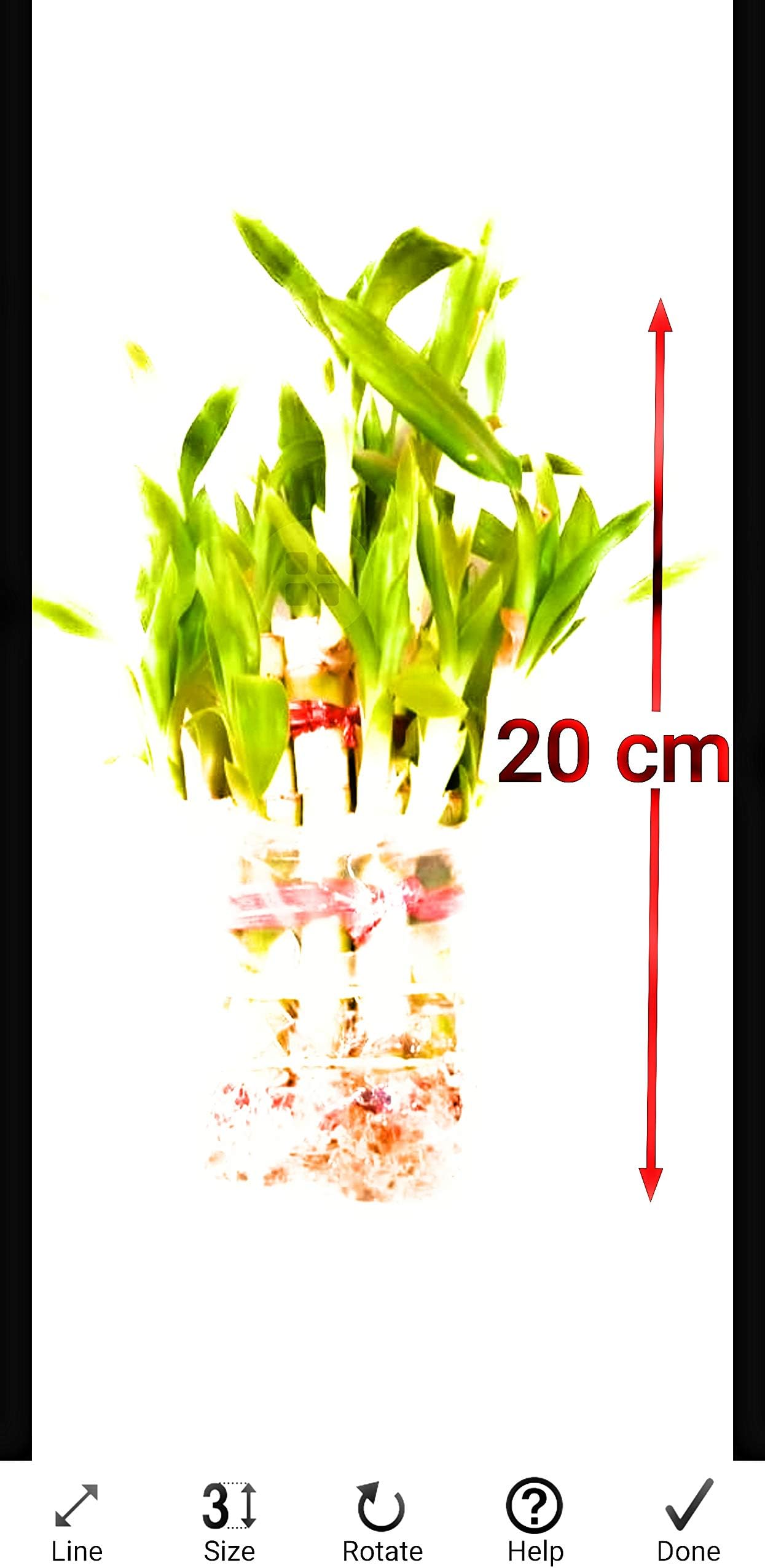 2 Layer Lucky Bamboo Plant - Real Live Bamboo Plant Indoors Outdoors with Free Glass Pot for Gift/Gifting Purpose/Options - Low Maintenance - Perfect Gift - For Home or Office