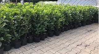 Prunus lauroc.'Novita' winterharte Kirschlorbeer 40-60cm im Topf gewachsen (10 Stück)