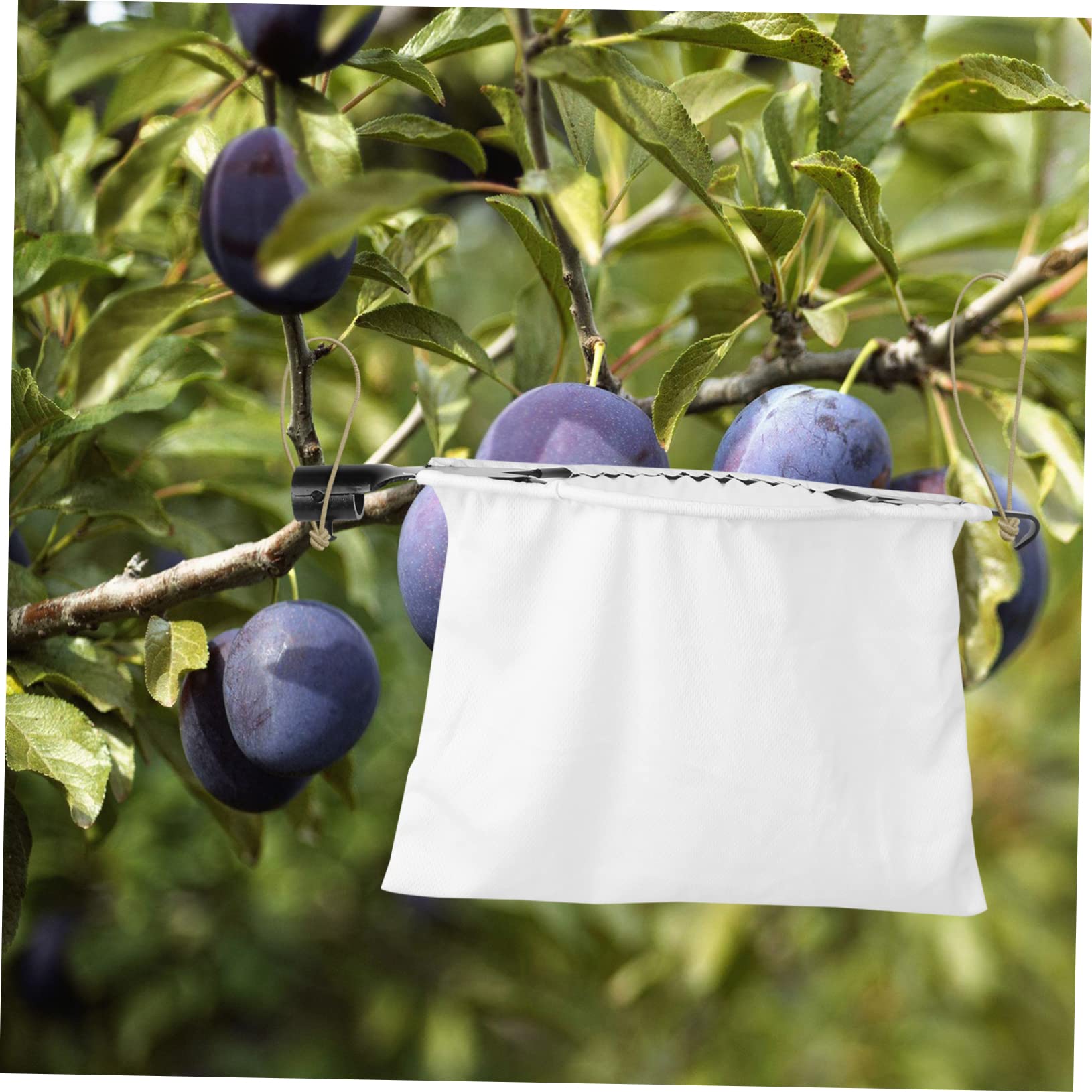Toyvian Raccoglitore Telescopico per Frutta in Acciaio Inossidabile Cestello Raccogli Frutta Pratico e Leggero per Raccolta di Pesche e Pere