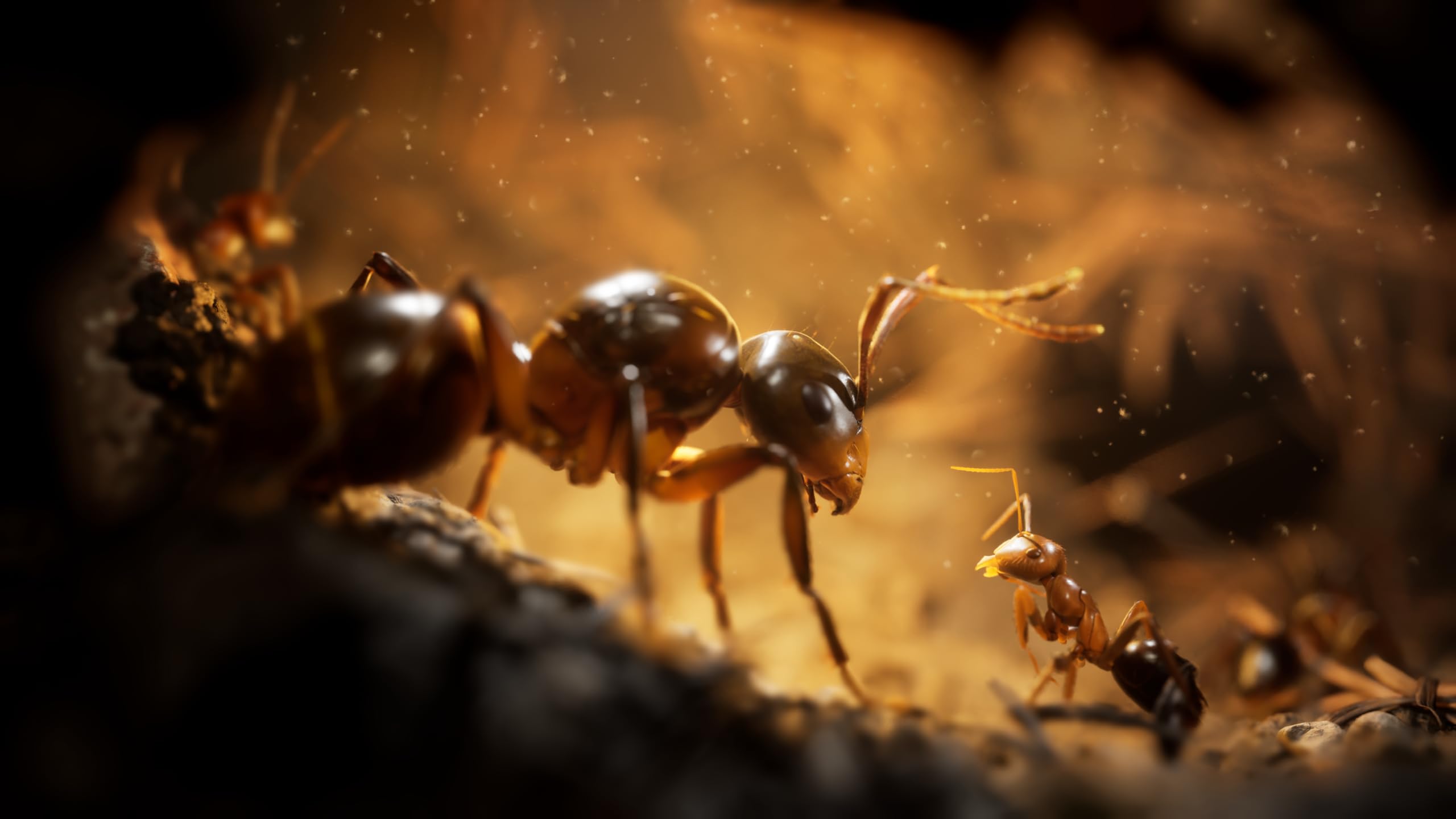 Empire of the Ants - Xbox Series X