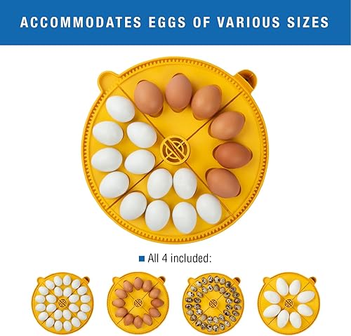 Miniatura 8 de Brinsea Incubadora de huevos Maxi 24 EX con control automático de humedad y giro de huevos para incubar 24 huevos, pollo u otros huevos,