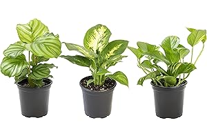 Essential Houseplant Collection (3PK) - Live Plants Indoor Plants Live Houseplants in...