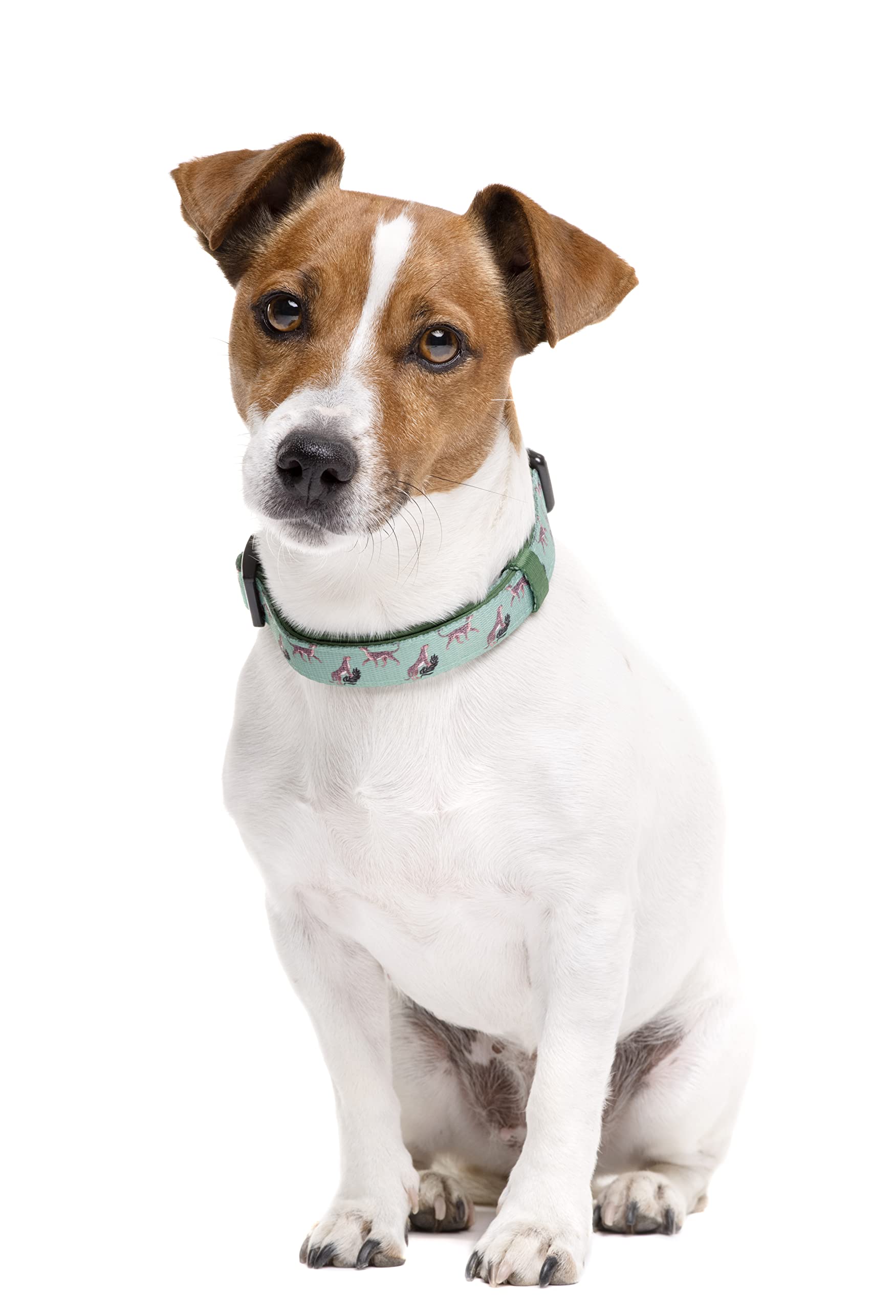 DUKIER - Dog Collar, Adjustable and Adjustable, Neoprene Pet Accessory, Sturdy, Leopard Design, Size XS, Green and Leopard Print - Image 2