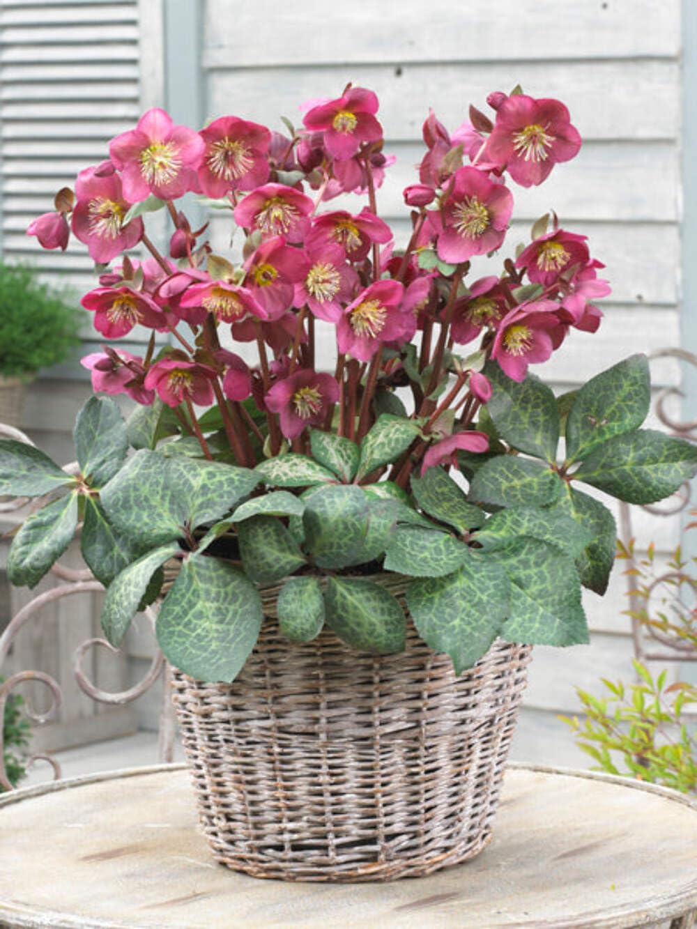 Perennial Farm Marketplace Helleborus Anna's Red