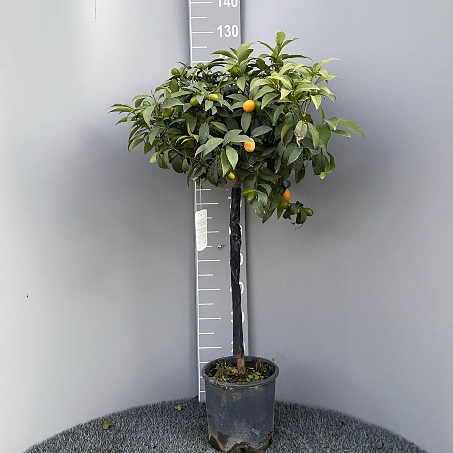 SAVINI VIVAI Kumquat-Pflanze, chinesischer Mandarin-Kumquat-Zitrusbaum, im 24-cm-Topf, Höhe 90–110 cm, 3–4 Jahre Veredelung, hergestellt in Italien