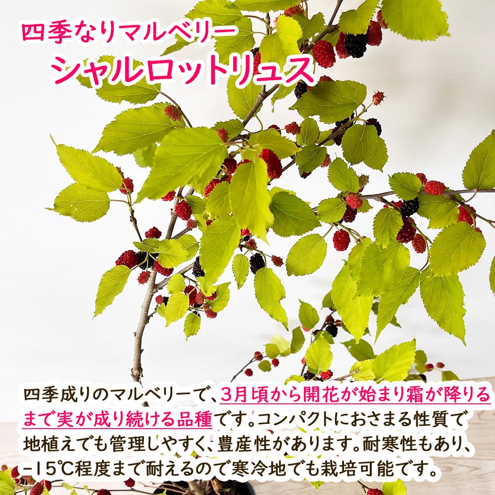 Amazon.co.jp: 四季成り マルベリー 「 シャルロットリュス 」 挿木 苗