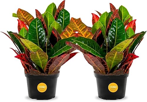Costa Farms Croton Petra - Plantas vivas (paquete de 2), plantas de interior y exterior en macetas, mezcla de tierra para macetas, plantas