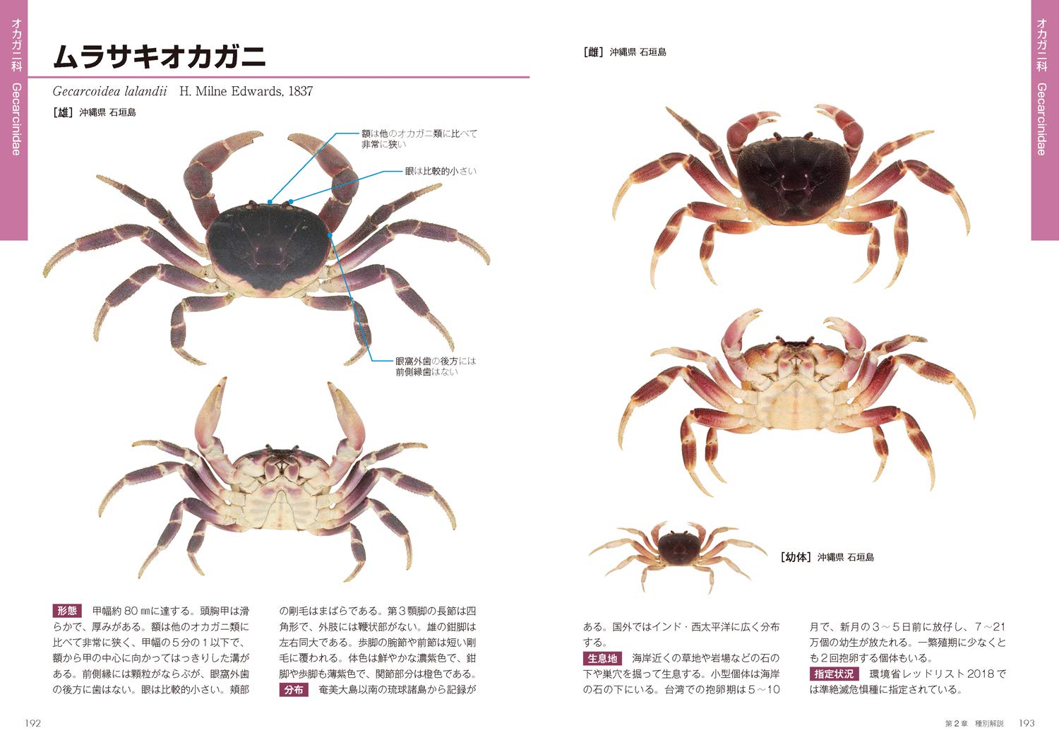 日本産 淡水性 汽水性エビ カニ図鑑 豊田 幸詞 駒井 智幸 関 慎太郎 配送料無料