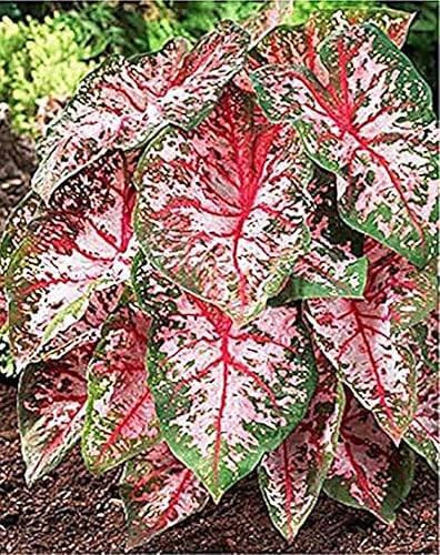 3 Carolyn Whorten Caladium Bulb - Raíz de gran tamaño - Zonas 9-11