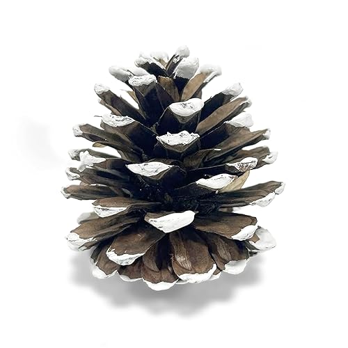 Frosted Austriaca Pine Cones for Crafts - 2-3 Inch Winter