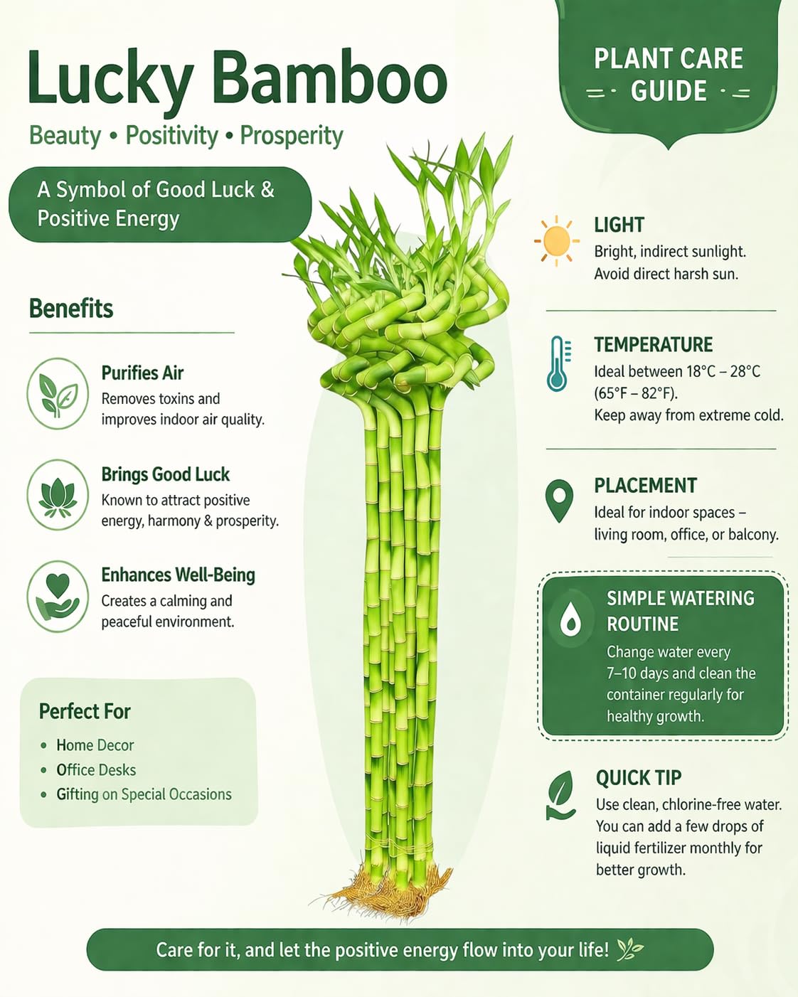 Spiral Lucky Bamboo - Good Luck Plant -3 Spiral Lucky Bamboo - Good Luck Plant -3
