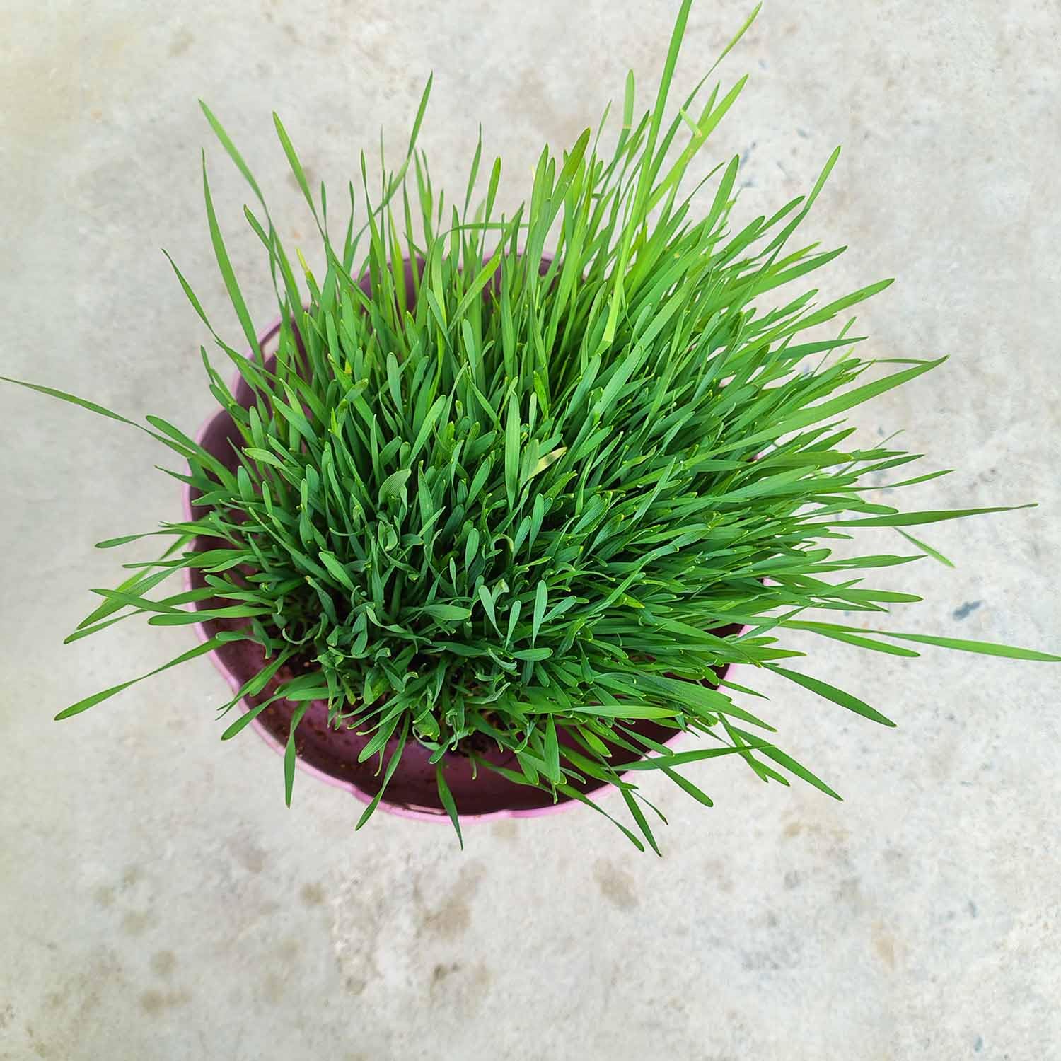 Gachwala Premium Mixed Catgrass Refill Pack (Barley + Rye + Wheat) 225gm | Organic Blend for Healthy Cats | Perfect for Digestion & Nutrition 100% Natural Pet Safe | Cat Grass Seeds — Amazon image 2
