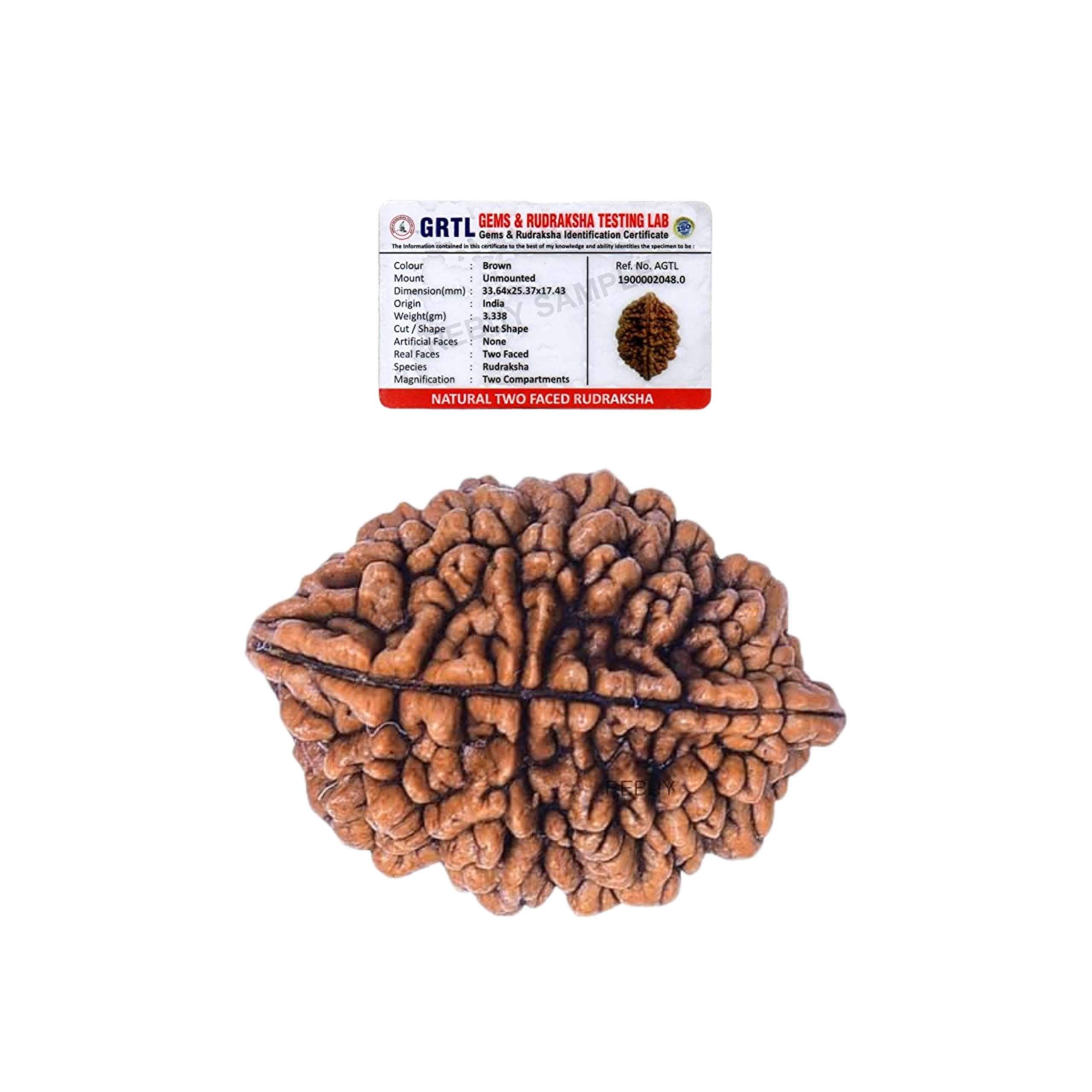 REBUY 2 Mukhi Nepali Rudraksha Bead, Brown, Oval, Seed, 1 Piece