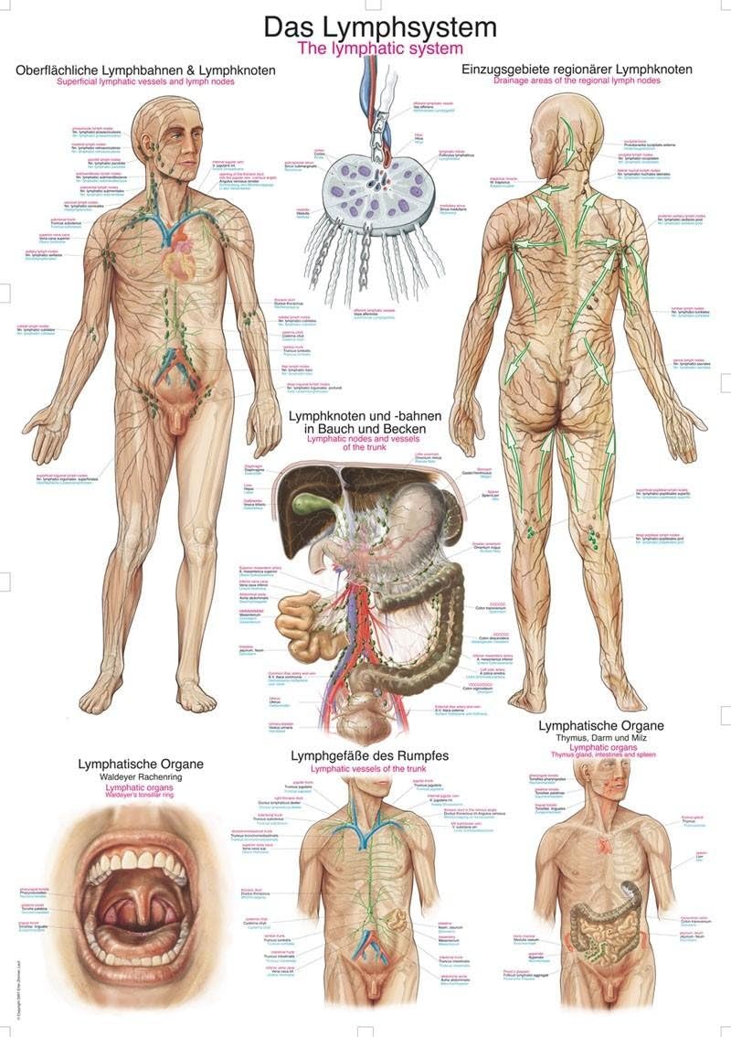 'Lymphatic System'/50 x 70 cm
