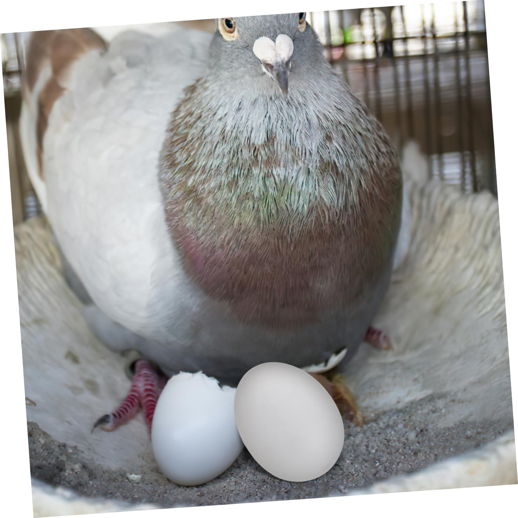 組み立て式　８ペアー用素引きゲージ　レース鳩　小動物交配　繁殖簡単　 愛鳩の友 鳥用品 組み立て式 8ペアー用素引きゲージ レース鳩 小動物交配 繁殖簡単