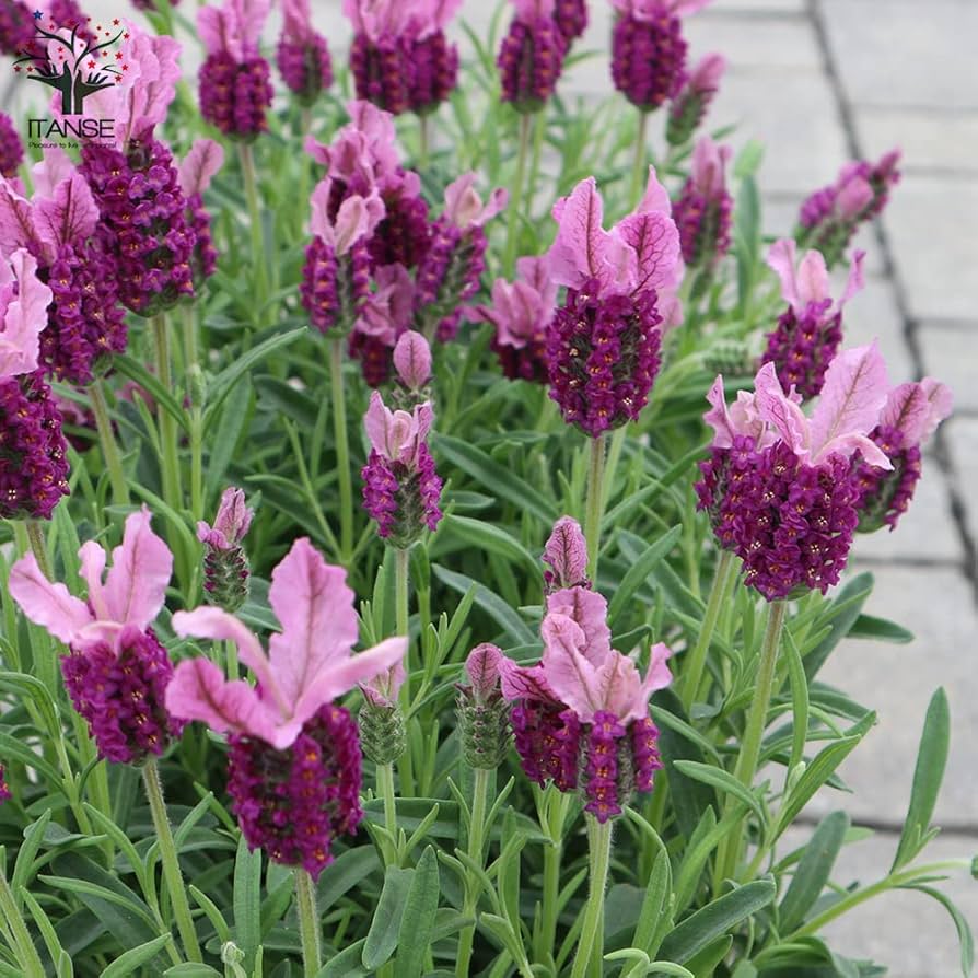 ローズマリーフレンチラベンダー白コーラプラント　苗セットリュウキュウヨモギ 楽天市場】ローズマリー ラベンダー 苗の通販