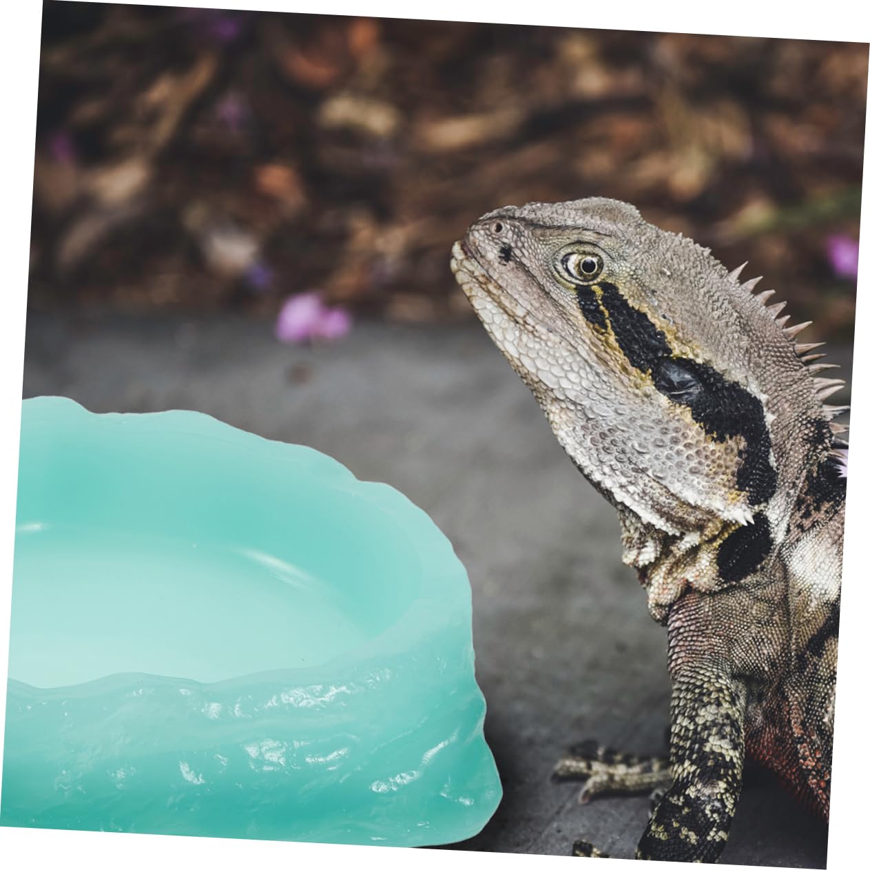 2piezas Tazón Alimentador Luminiscente para Reptiles Cuenco De Resina para Agua y Comida De y Tortugas para Terrarios s