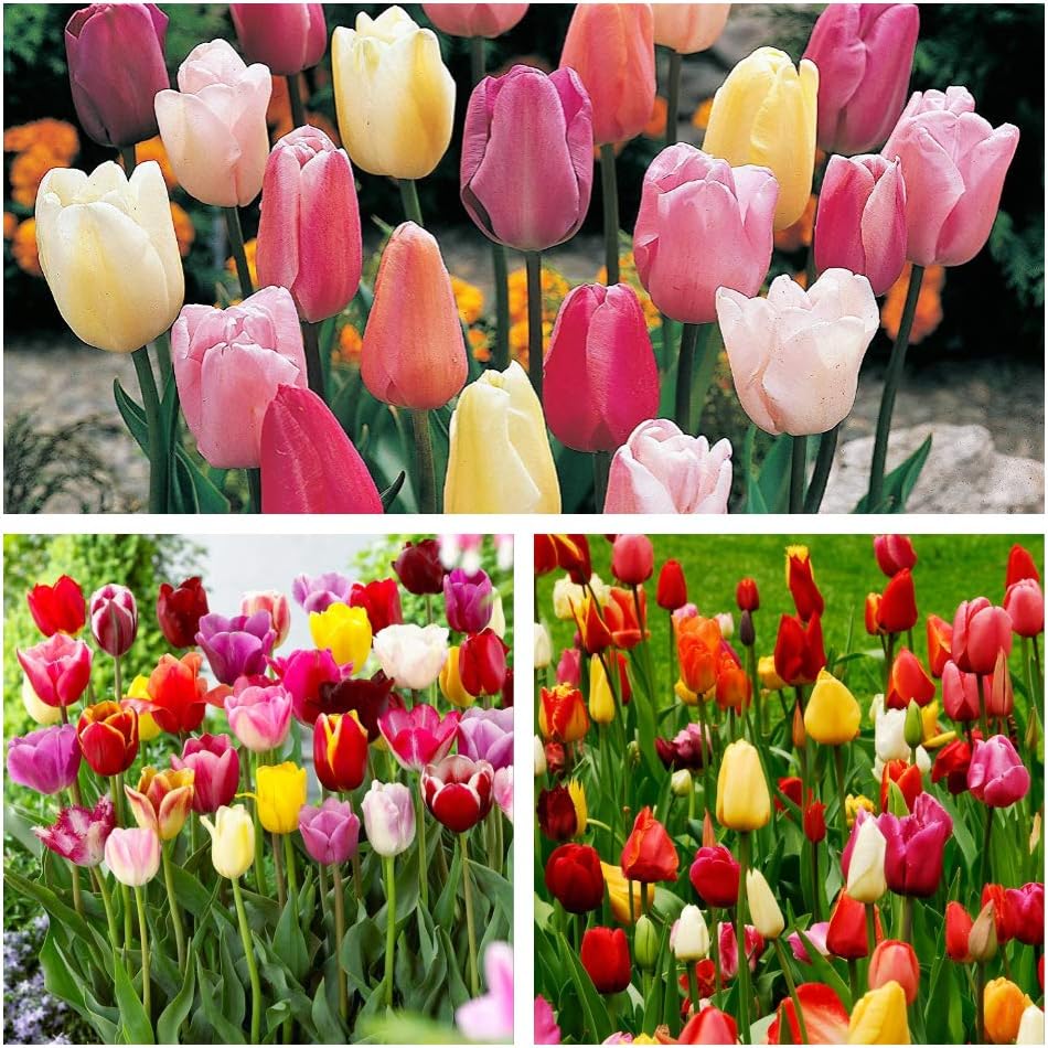 Humphreys Garden Triumph Tulip Tulip Mixed x 20 Bulbs Flower Bulbs Size 10/11