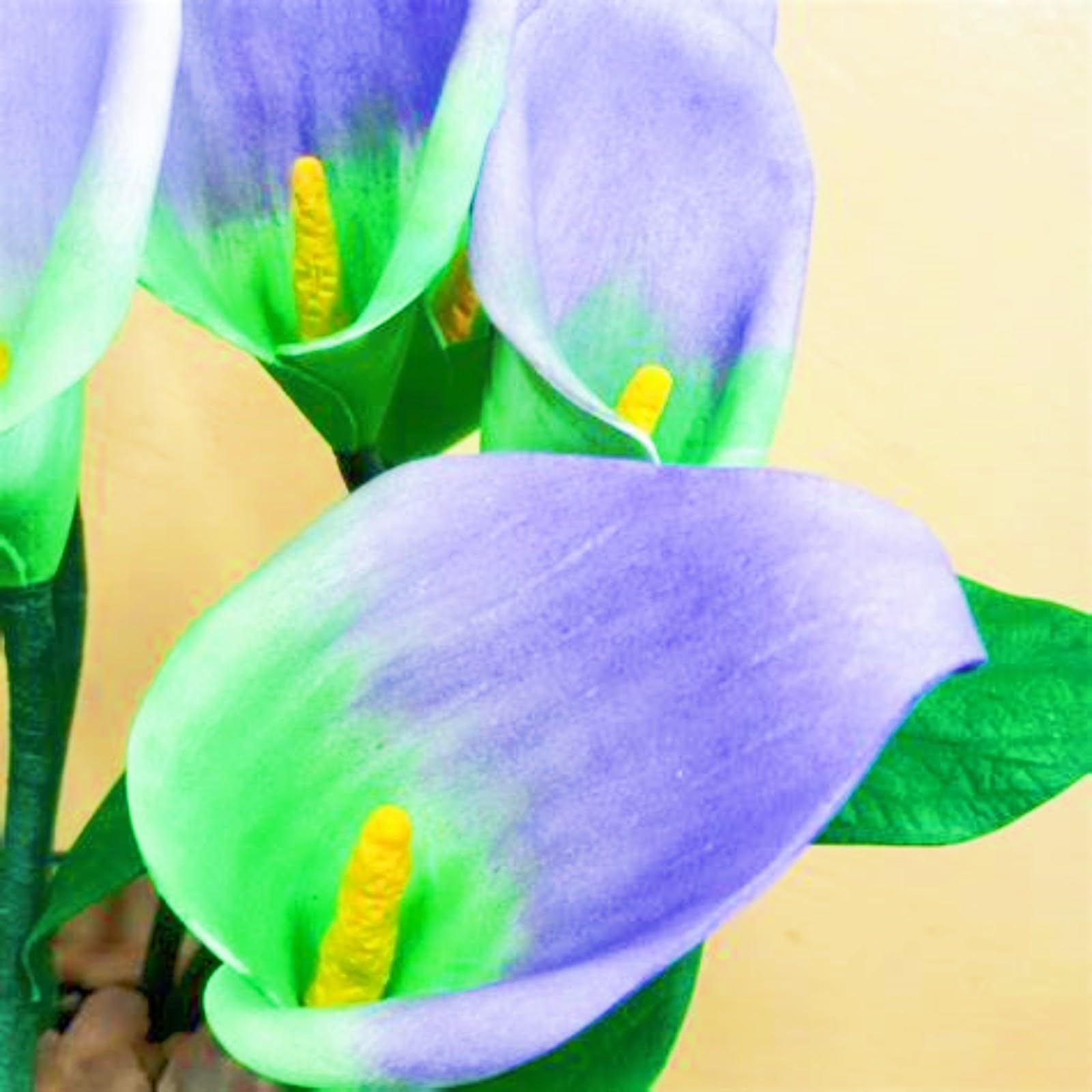 Rich in Color Calla Lily Plants Bloom Year After Year Wedding Flowers/Garden Flowers/Plant Bulbs-6bulbs-a
