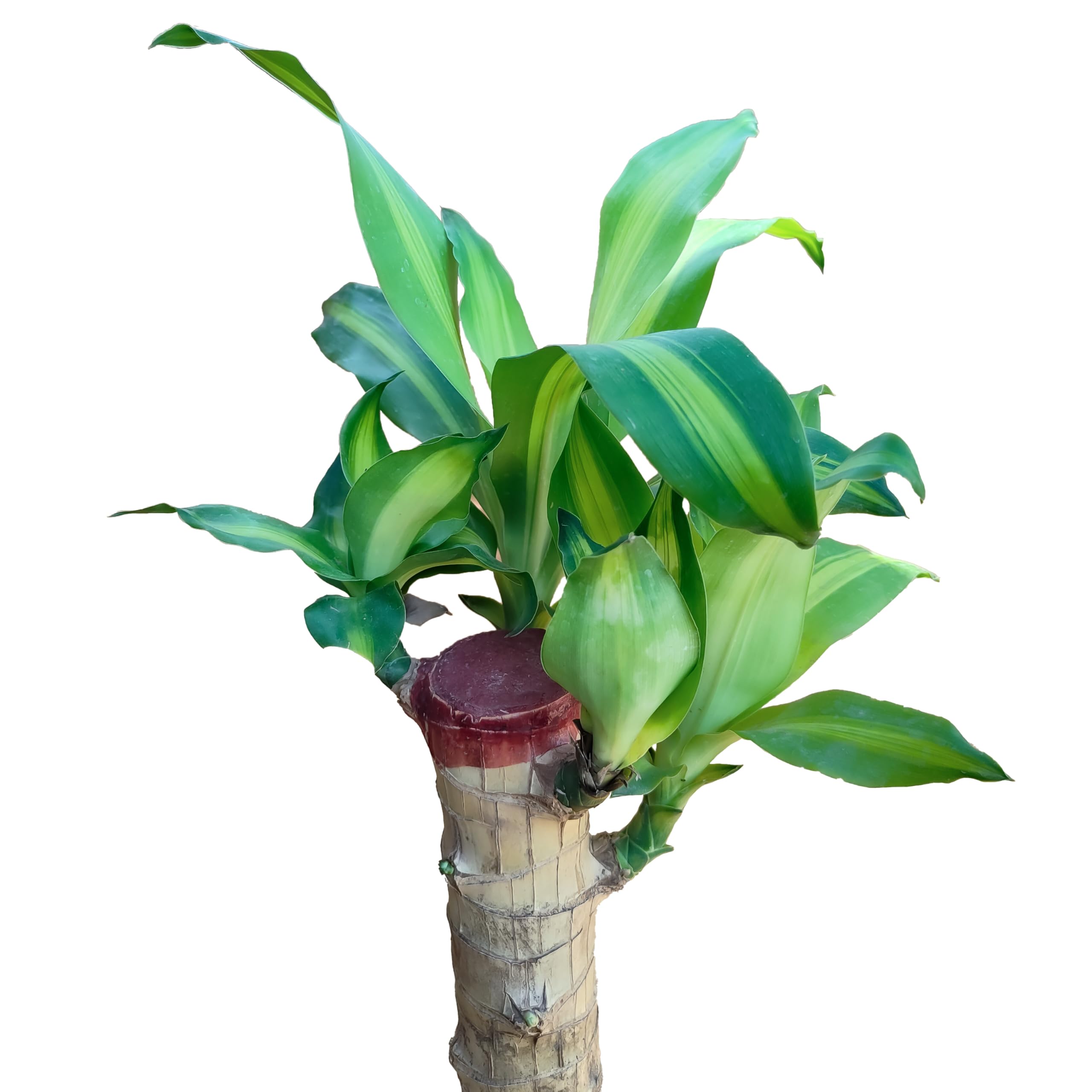 UGALOO Brazilian Lucky Wood Live Plant (B0CYQBCVZP) Amazon Price History, Amazon Price Tracker