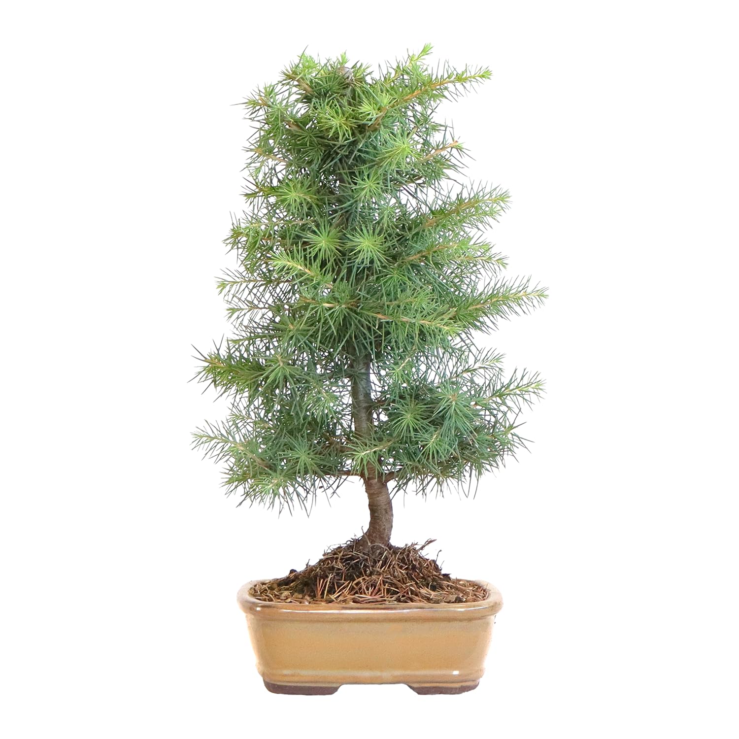 KENTIS - Bonsái Cedrus Libani - Cedro del Líbano - Planta Real Resistente de Exterior - Planta Ornamental - Maceta de Cerámica 21 cm