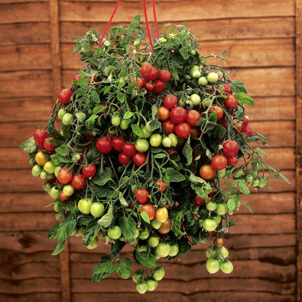 YouGarden Pre-Planted Tumbling Tom Mix Hanging Baskets, Set Of Two 25cm Baskets, Ready To Hang Cherry Tomato Display