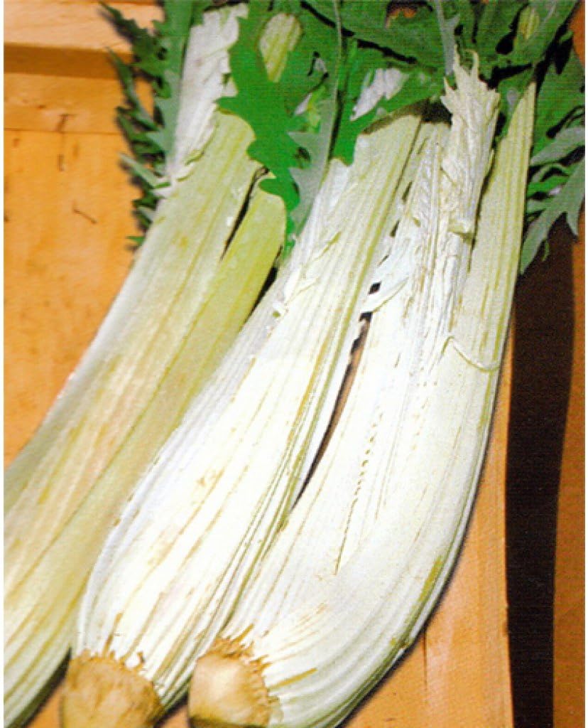 Bianco Avorio Cardoon Seeds () - A Beauty in The Garden(25 - Seeds)