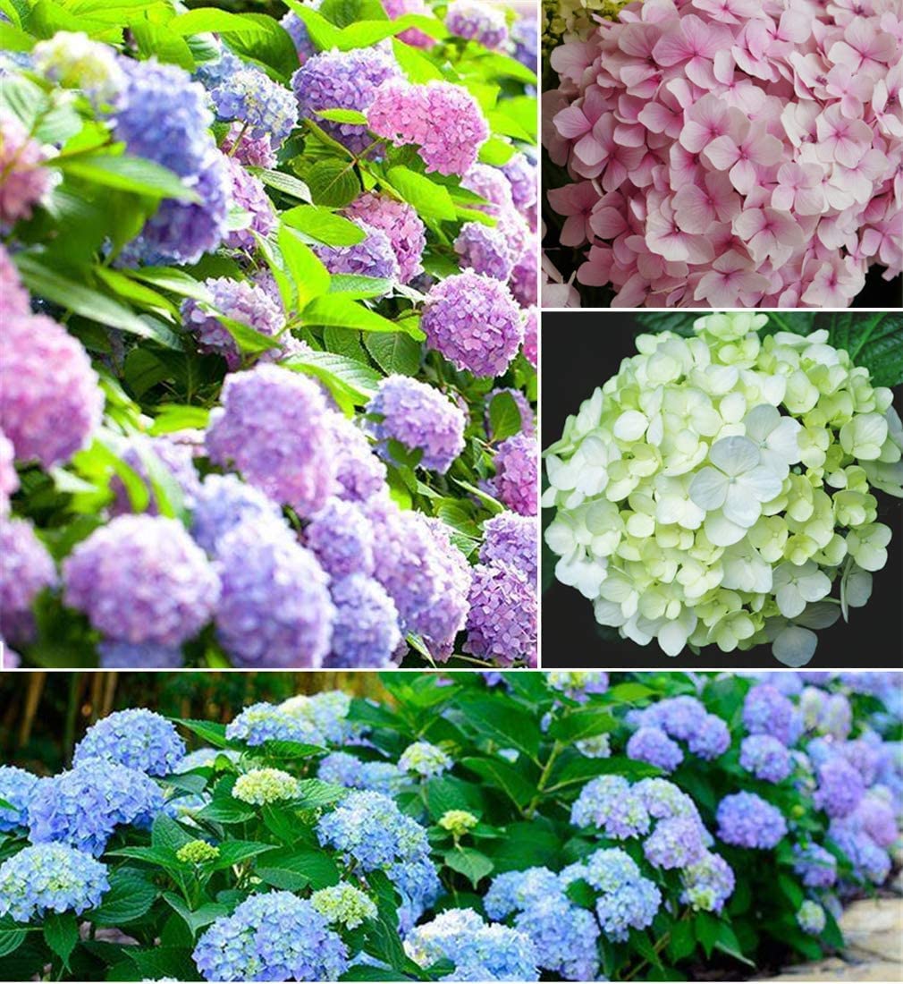 Amazon.com : Hydrangea Flower Seeds, Mixed Color (30+ Seeds