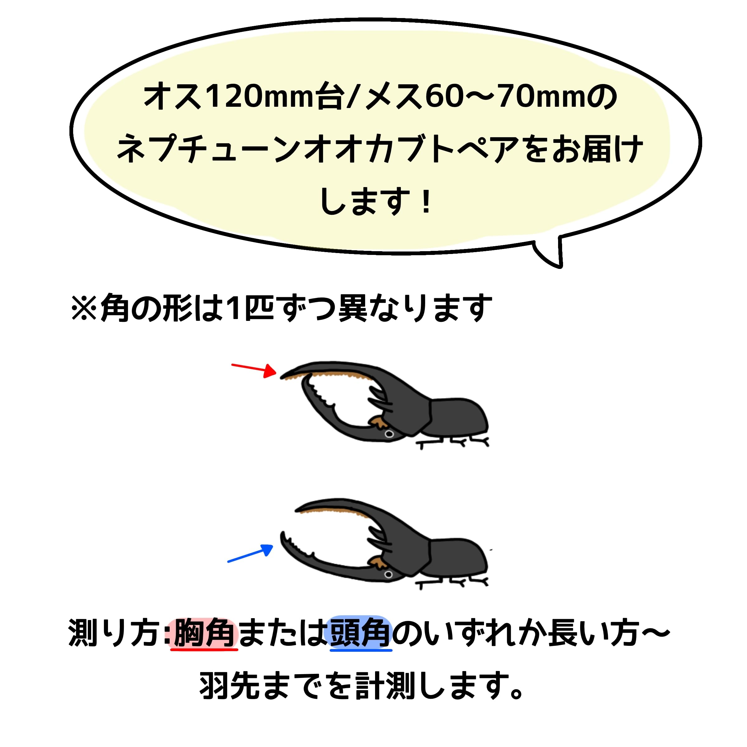 Amazon | 【アートオブヘラクレス】 ネプチューンオオカブト ペア オス 