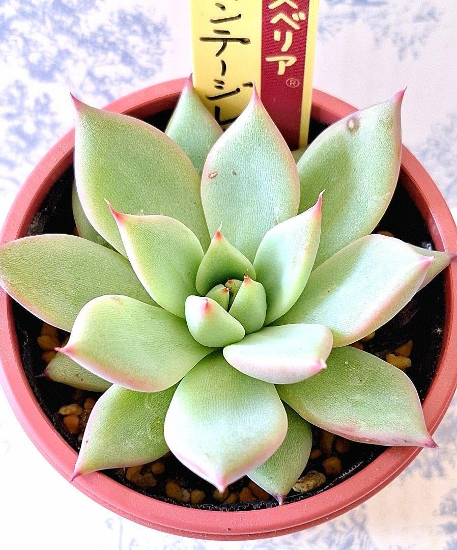 アデニア グロボーサ 現地球 発根株 良型 (鉢付き) アデニア