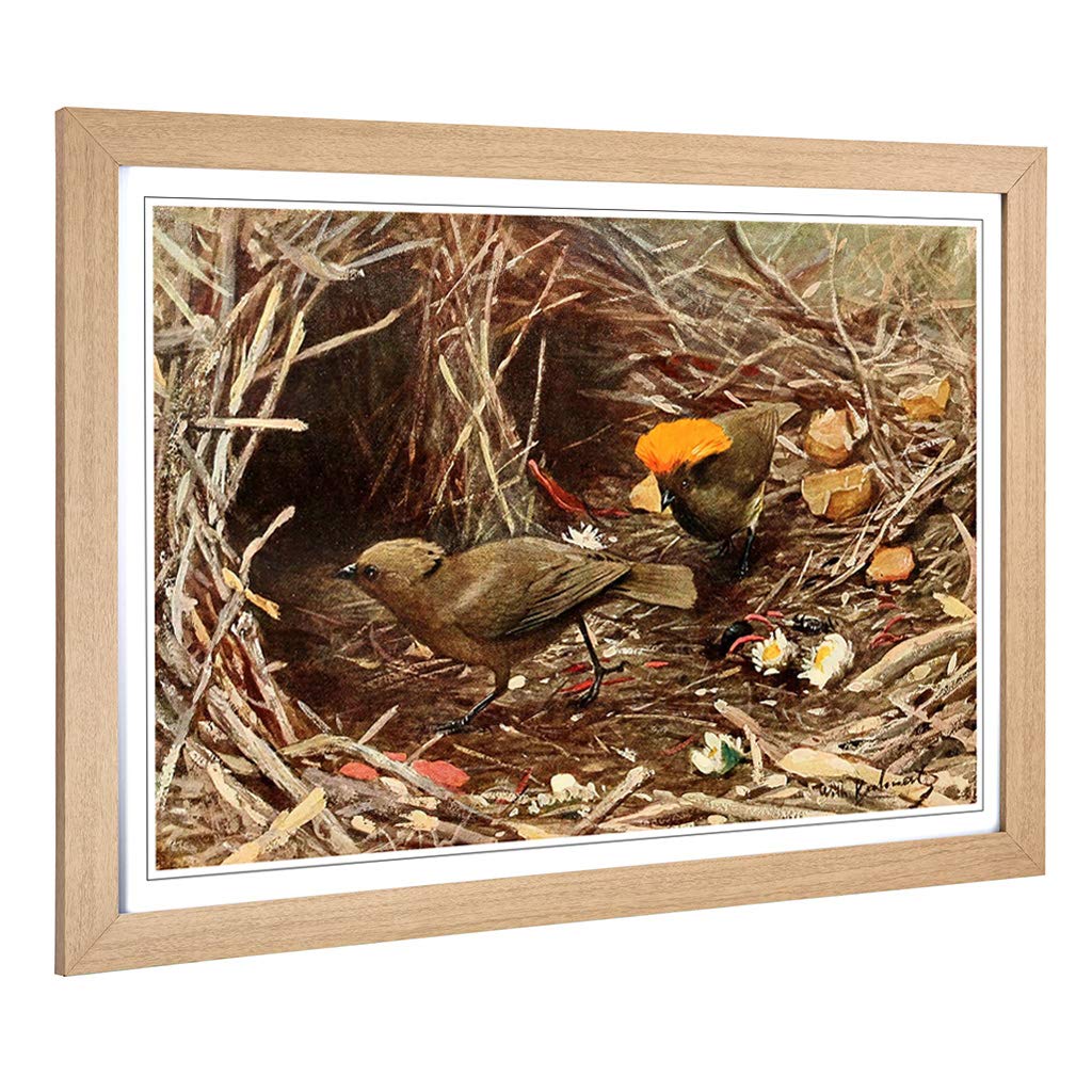 Big Box Art Framed Print of Vintage W Kuhnert Crested Pigeon Design | Wall Art Picture | Home Decor for Kitchen, Living Room, Bedroom, Hallway, Oak, A2 / 24.5x18 Inch / 62x45cm
