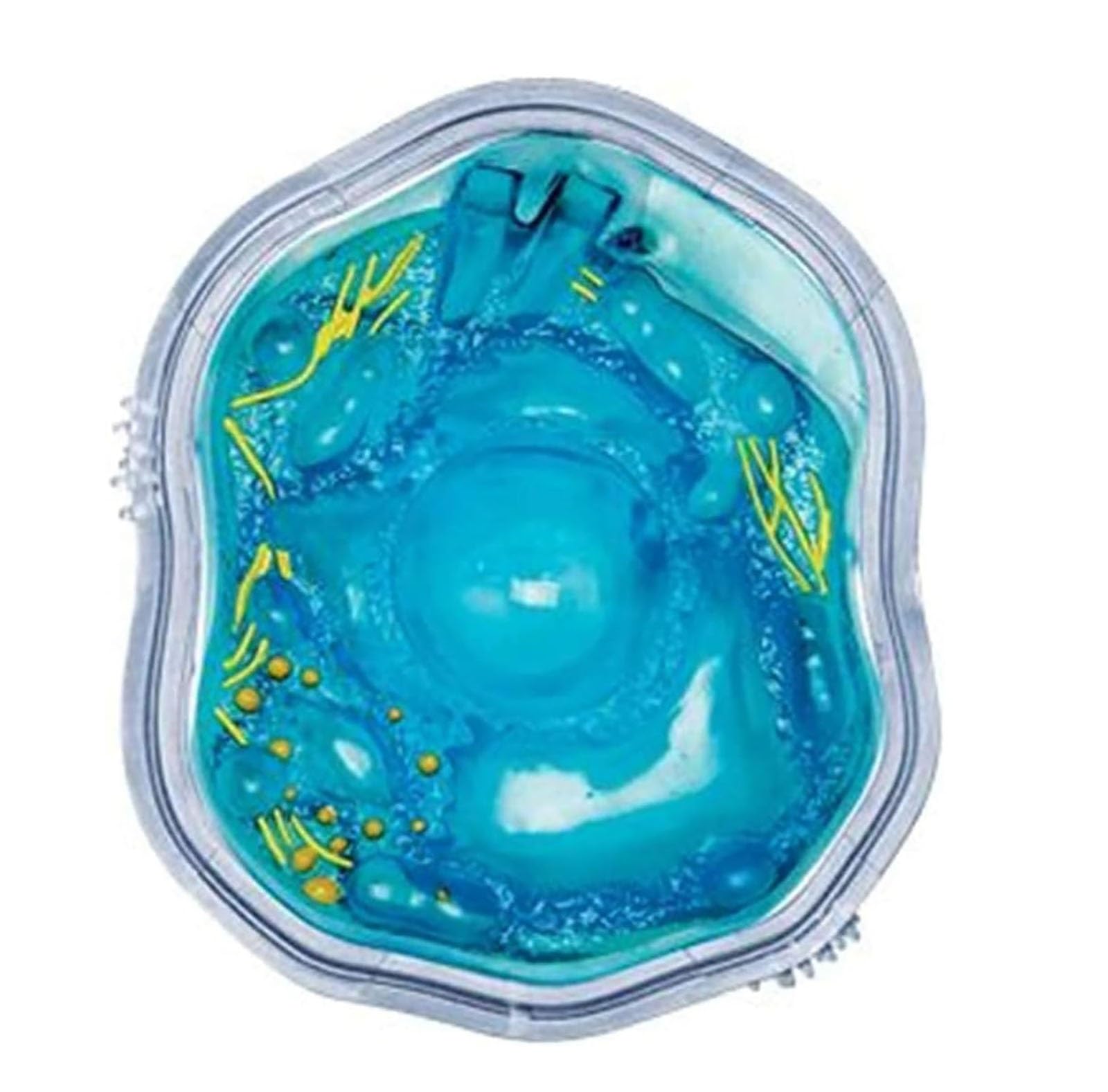 Modello cellulare anatomico per l'insegnamento di microbiologia, struttura cellulare animale e vegetale al microscopio