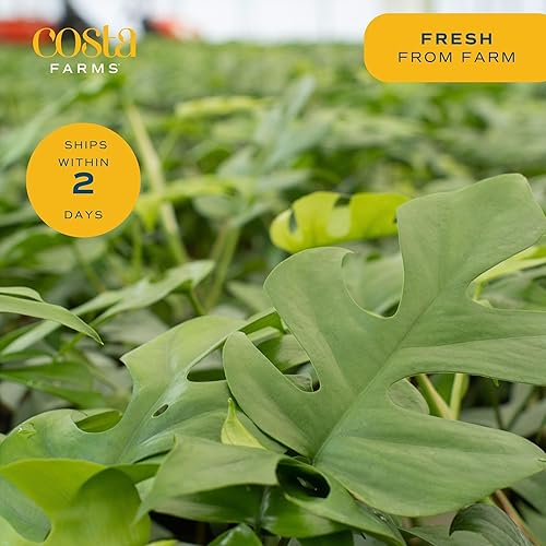 Miniatura 46 de Costa Farms - Planta de interior viva Monstera pequeña, fácil de cultivar, en maceta de jardín, con tierra para macetas, regalo de inauguración